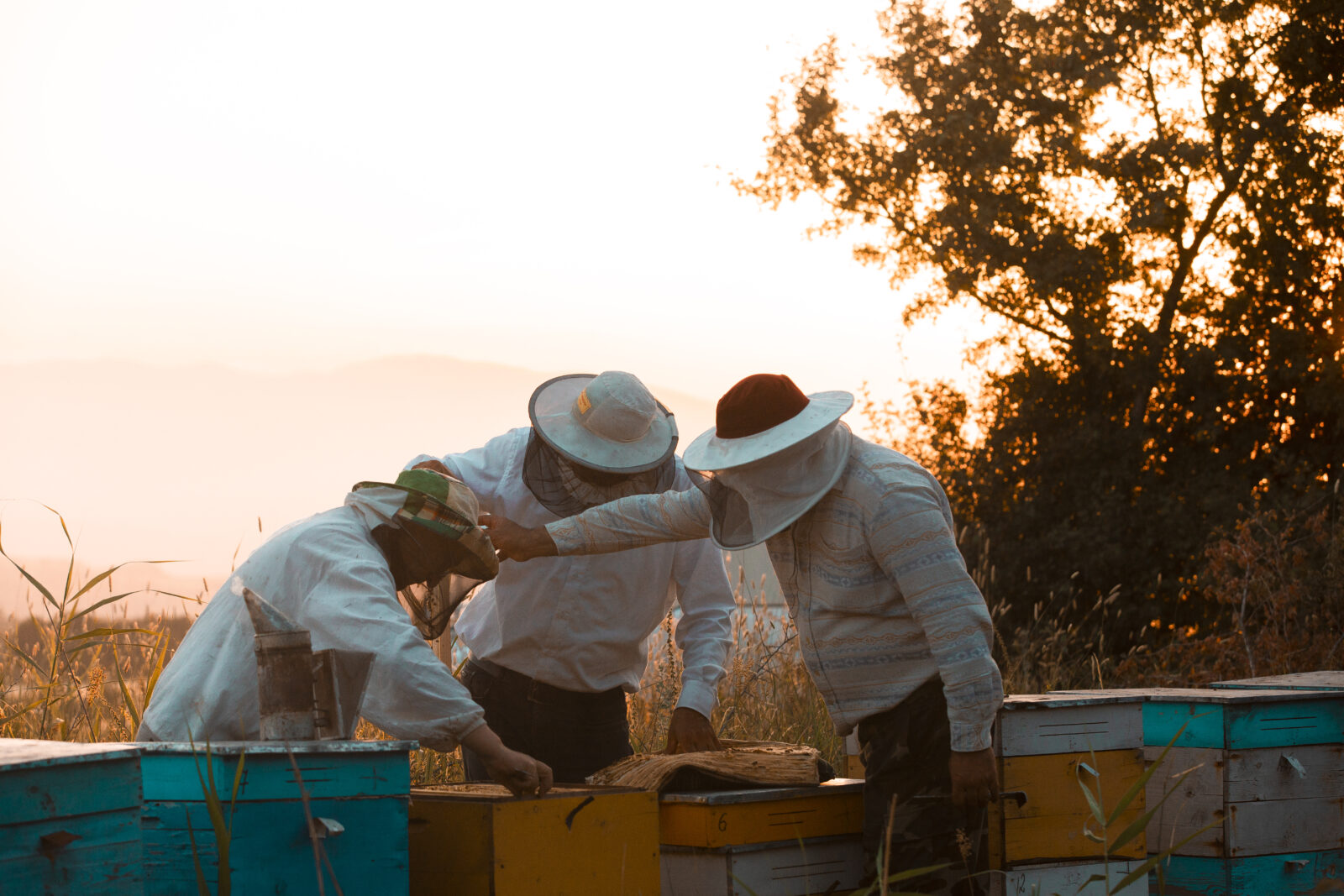apicultura sostenible